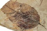 Fossil Plant (Betula) Plate - McAbee, BC #248977-1